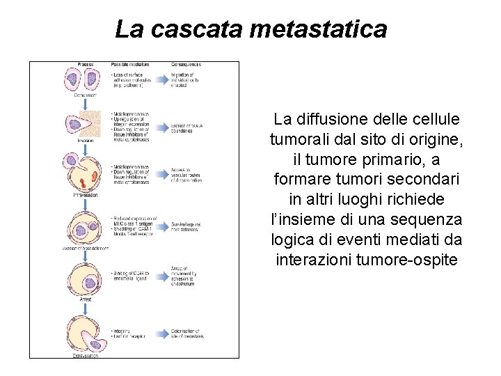 La cascata metastatica La diffusione delle cellule tumorali dal sito di origine, il tumore