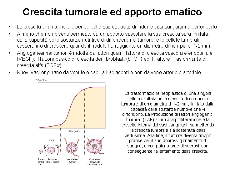 Crescita tumorale ed apporto ematico • • La crescita di un tumore dipende dalla