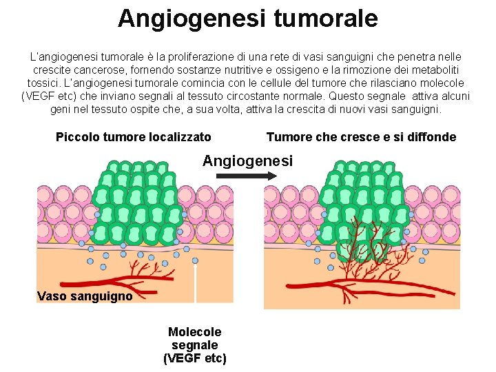 Angiogenesi tumorale L’angiogenesi tumorale è la proliferazione di una rete di vasi sanguigni che