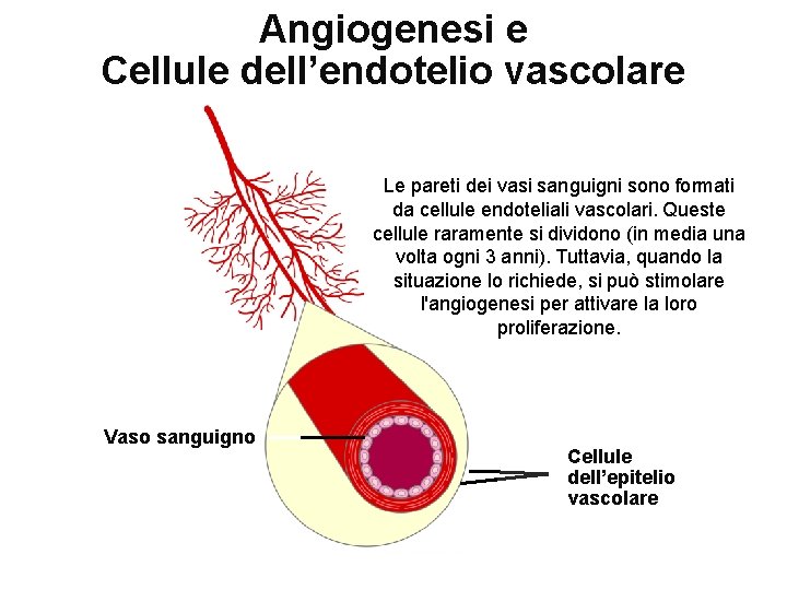 Angiogenesi e Cellule dell’endotelio vascolare Le pareti dei vasi sanguigni sono formati da cellule