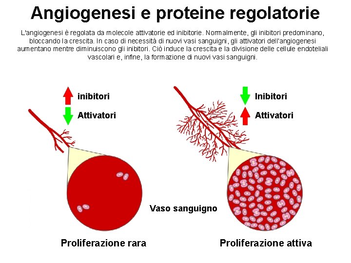 Angiogenesi e proteine regolatorie L'angiogenesi è regolata da molecole attivatorie ed inibitorie. Normalmente, gli