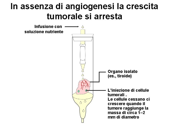 In assenza di angiogenesi la crescita tumorale si arresta Infusione con soluzione nutriente Organo