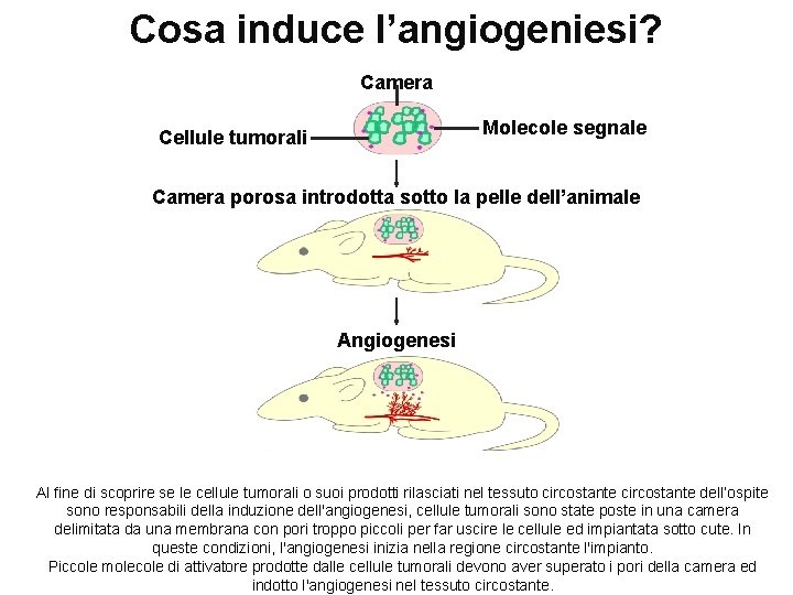 Cosa induce l’angiogeniesi? Camera Molecole segnale Cellule tumorali Camera porosa introdotta sotto la pelle