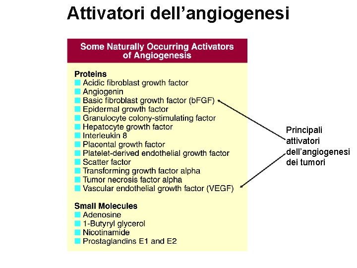 Attivatori dell’angiogenesi Principali attivatori dell’angiogenesi dei tumori 