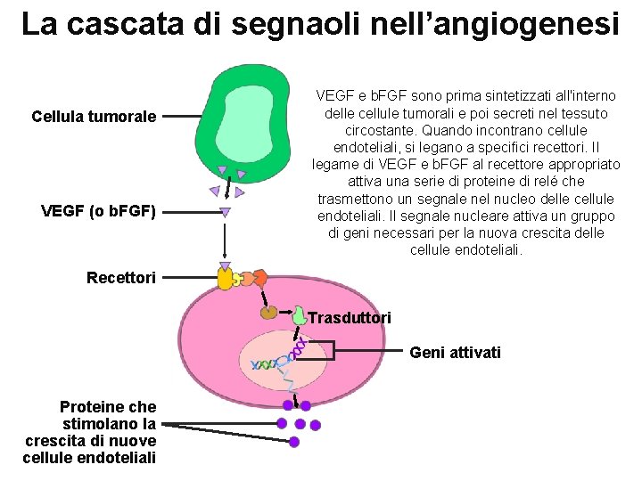 La cascata di segnaoli nell’angiogenesi Cellula tumorale VEGF (o b. FGF) VEGF e b.