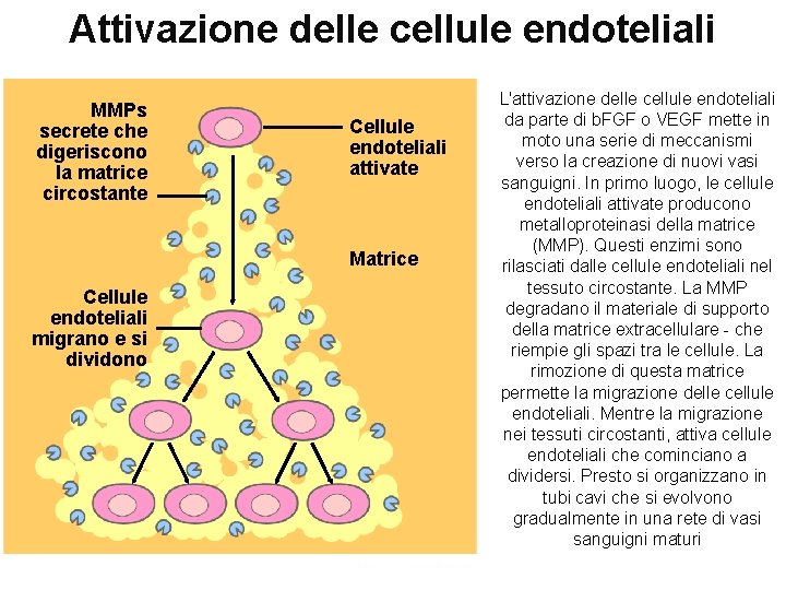 Attivazione delle cellule endoteliali MMPs secrete che digeriscono la matrice circostante Cellule endoteliali attivate