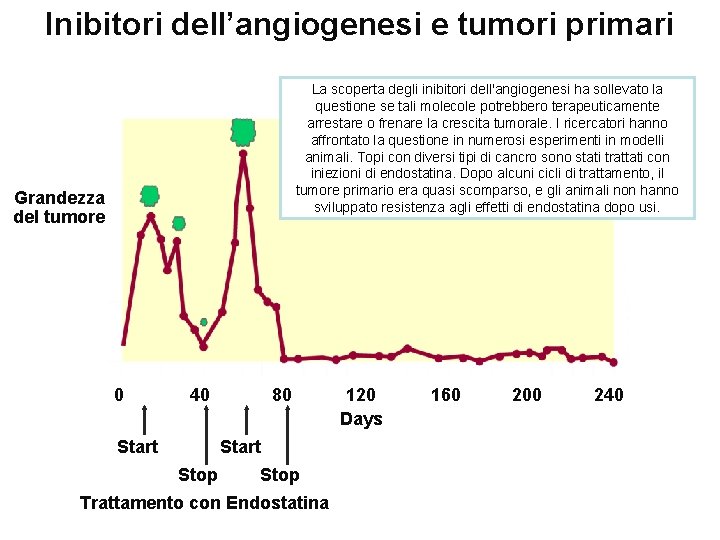 Inibitori dell’angiogenesi e tumori primari La scoperta degli inibitori dell'angiogenesi ha sollevato la questione