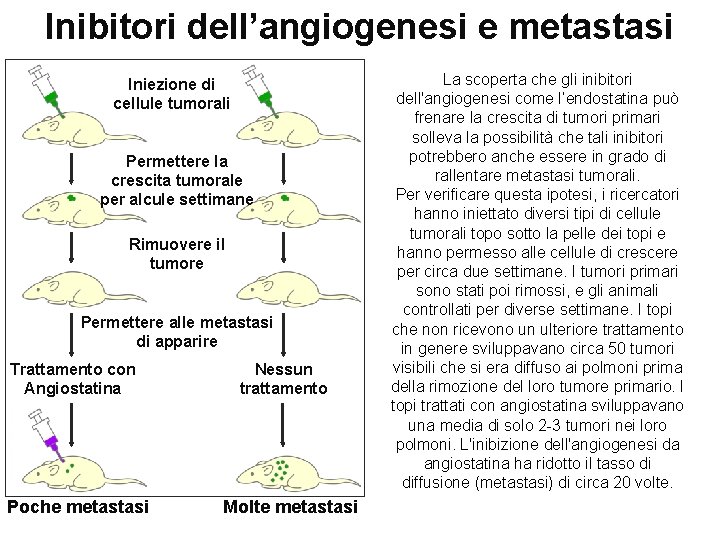 Inibitori dell’angiogenesi e metastasi Iniezione di cellule tumorali Permettere la crescita tumorale per alcule