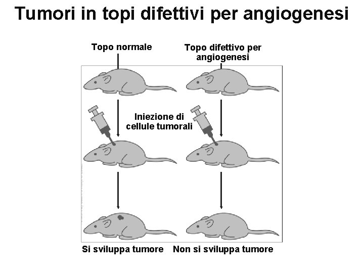 Tumori in topi difettivi per angiogenesi Topo normale Topo difettivo per angiogenesi Iniezione di