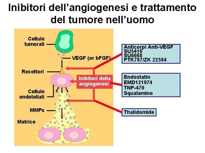 Inibitori dell’angiogenesi e trattamento del tumore nell’uomo Cellule tumorali VEGF (or b. FGF) Recettori