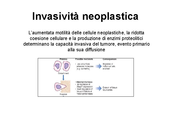 Invasività neoplastica L’aumentata motilità delle cellule neoplastiche, la ridotta coesione cellulare e la produzione