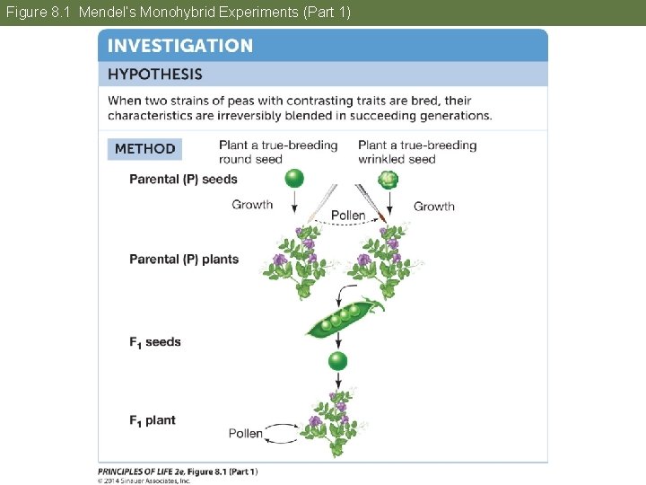 Figure 8. 1 Mendel’s Monohybrid Experiments (Part 1) 