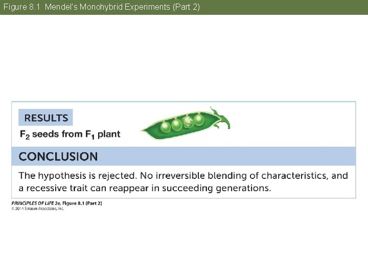 Figure 8. 1 Mendel’s Monohybrid Experiments (Part 2) 