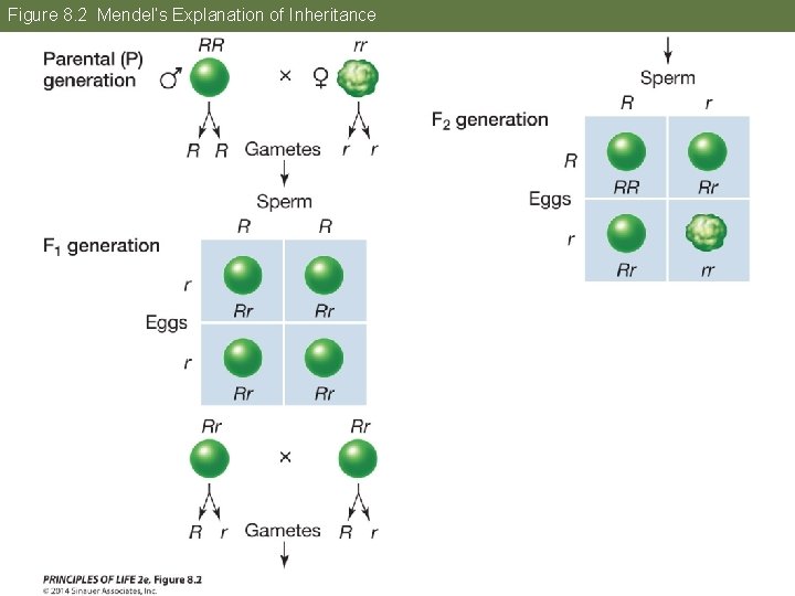 Figure 8. 2 Mendel’s Explanation of Inheritance 