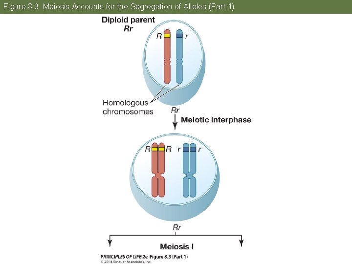 Figure 8. 3 Meiosis Accounts for the Segregation of Alleles (Part 1) 