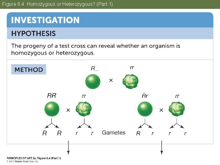 Figure 8. 4 Homozygous or Heterozygous? (Part 1) 