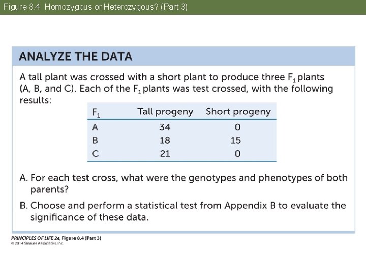 Figure 8. 4 Homozygous or Heterozygous? (Part 3) 