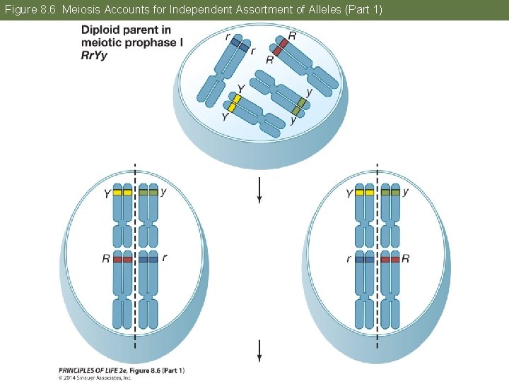 Figure 8. 6 Meiosis Accounts for Independent Assortment of Alleles (Part 1) 