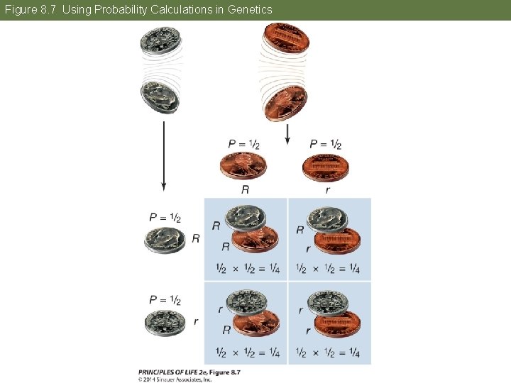 Figure 8. 7 Using Probability Calculations in Genetics 