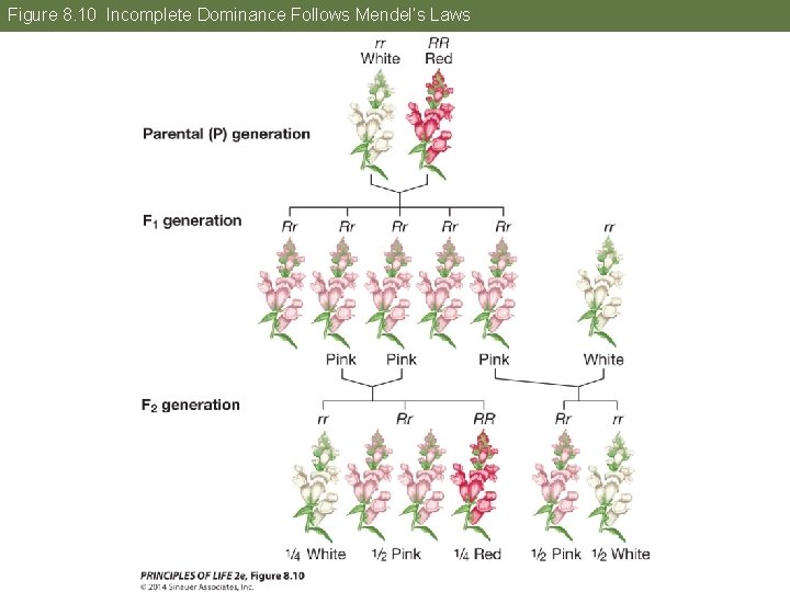 Figure 8. 10 Incomplete Dominance Follows Mendel’s Laws 