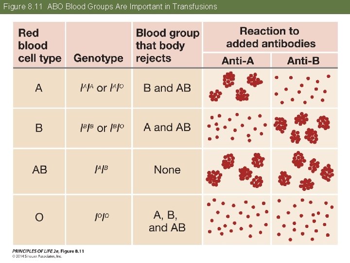 Figure 8. 11 ABO Blood Groups Are Important in Transfusions 