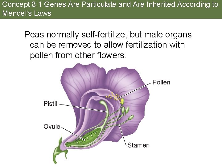 Concept 8. 1 Genes Are Particulate and Are Inherited According to Mendel’s Laws Peas
