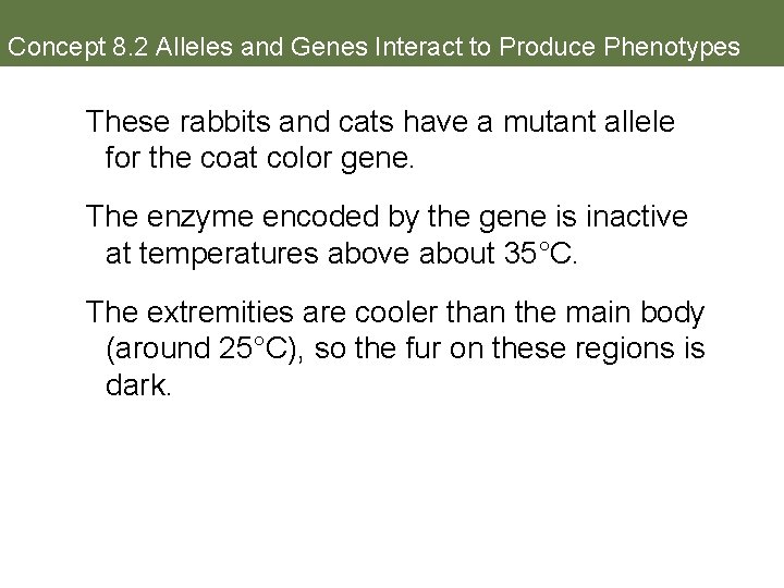 Concept 8. 2 Alleles and Genes Interact to Produce Phenotypes These rabbits and cats