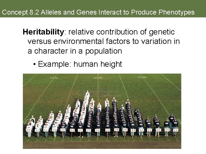 Concept 8. 2 Alleles and Genes Interact to Produce Phenotypes Heritability: relative contribution of