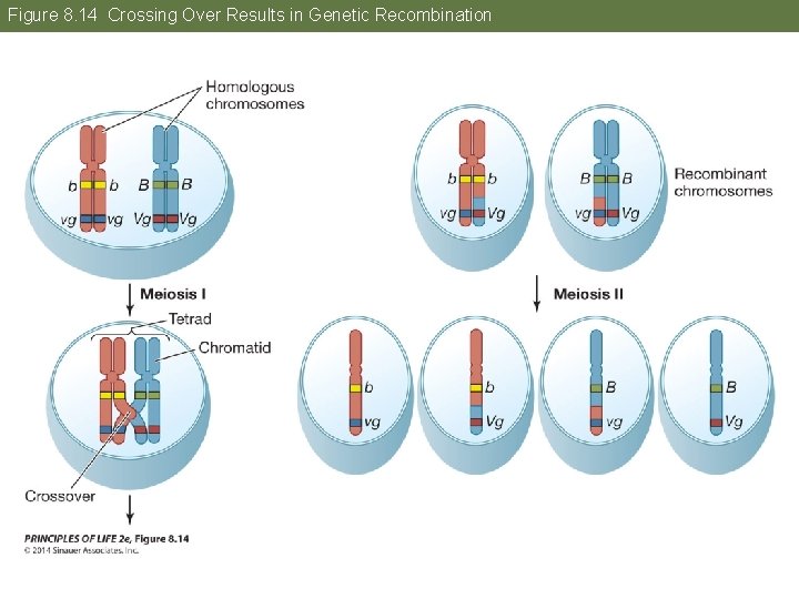 Figure 8. 14 Crossing Over Results in Genetic Recombination 