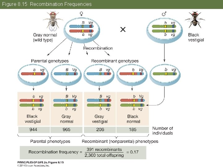 Figure 8. 15 Recombination Frequencies 