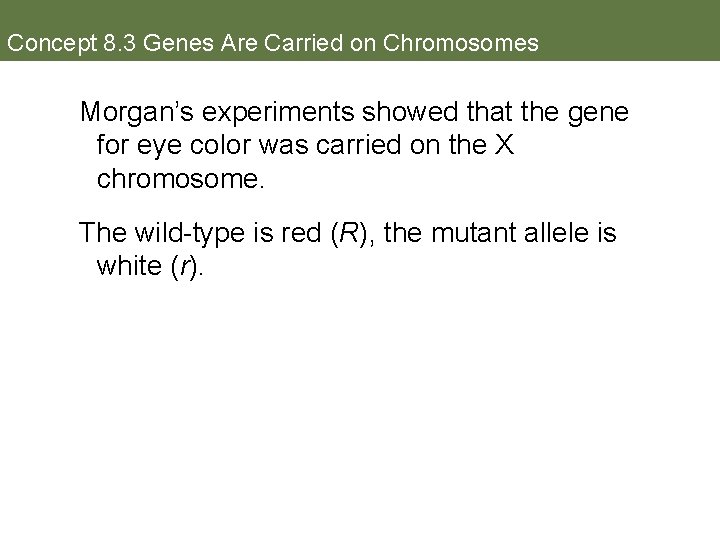 Concept 8. 3 Genes Are Carried on Chromosomes Morgan’s experiments showed that the gene