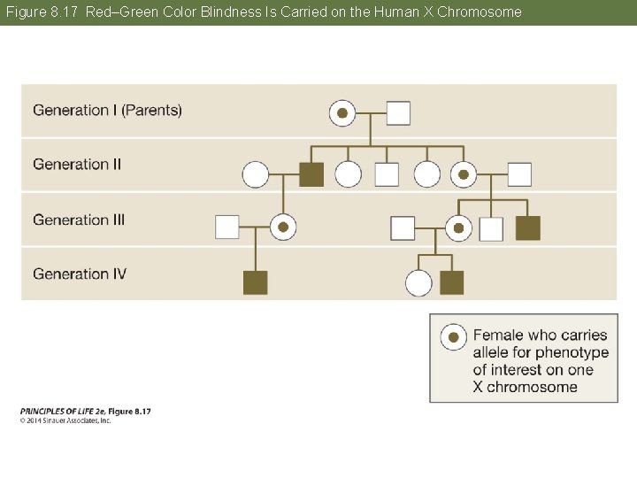 Figure 8. 17 Red–Green Color Blindness Is Carried on the Human X Chromosome 