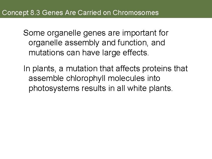 Concept 8. 3 Genes Are Carried on Chromosomes Some organelle genes are important for