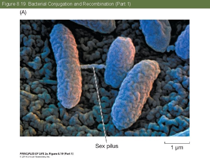 Figure 8. 19 Bacterial Conjugation and Recombination (Part 1) 