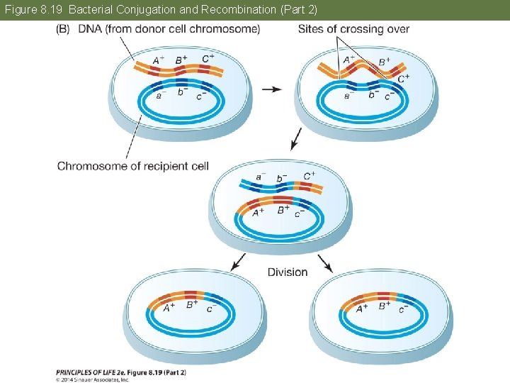 Figure 8. 19 Bacterial Conjugation and Recombination (Part 2) 