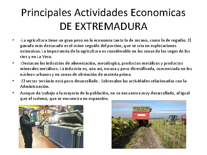 Principales Actividades Economicas DE EXTREMADURA • • La agricultura tiene un gran peso en