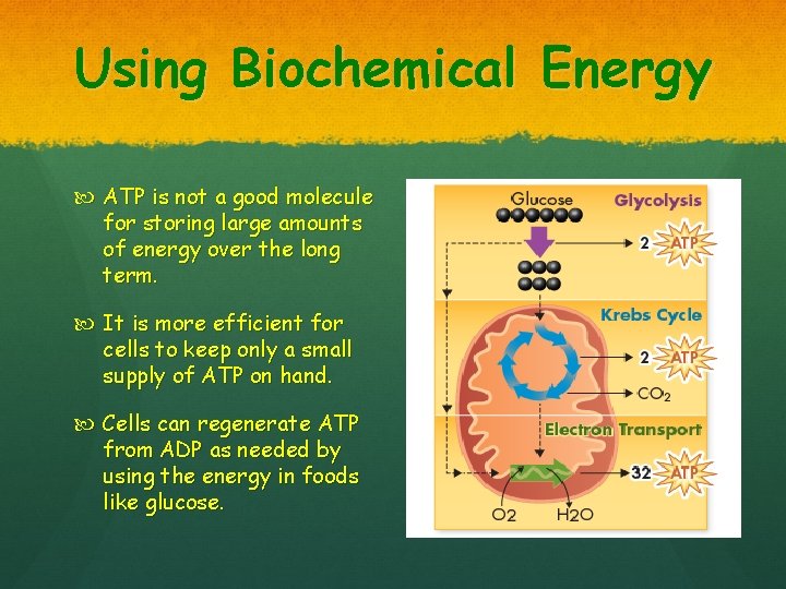 Using Biochemical Energy ATP is not a good molecule for storing large amounts of