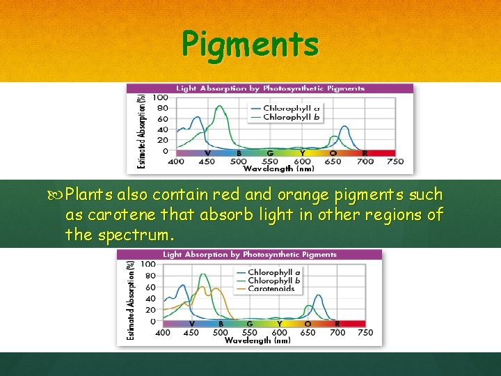 Pigments Plants also contain red and orange pigments such as carotene that absorb light