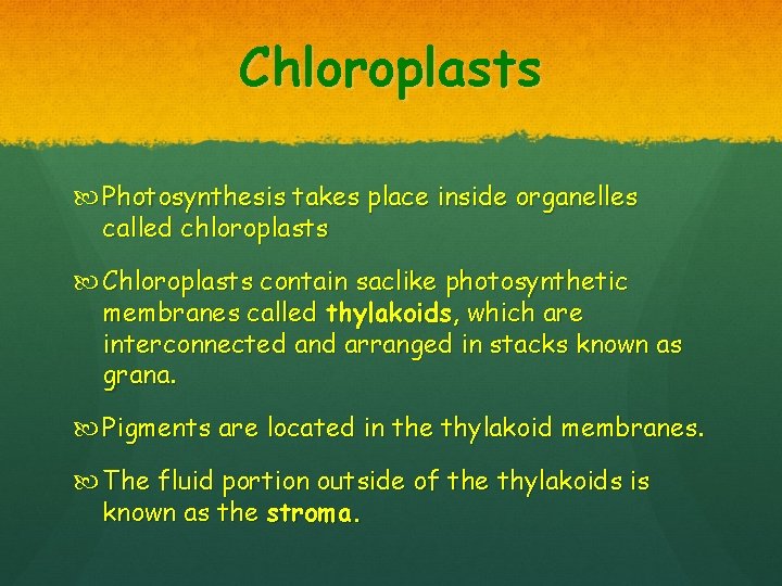 Chloroplasts Photosynthesis takes place inside organelles called chloroplasts Chloroplasts contain saclike photosynthetic membranes called