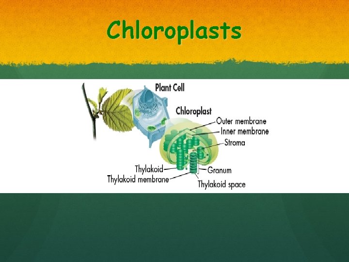 Chloroplasts 