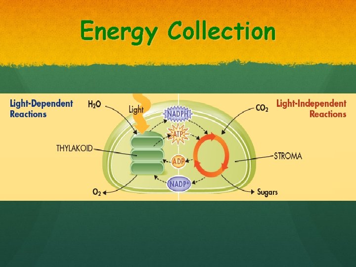 Energy Collection 