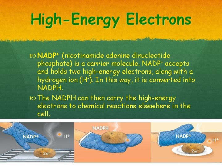 High-Energy Electrons NADP+ (nicotinamide adenine dinucleotide phosphate) is a carrier molecule. NADP+ accepts and