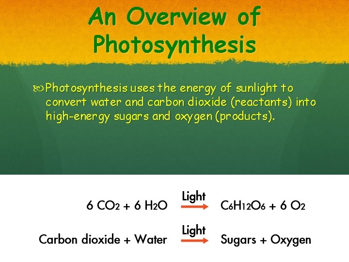 An Overview of Photosynthesis uses the energy of sunlight to convert water and carbon