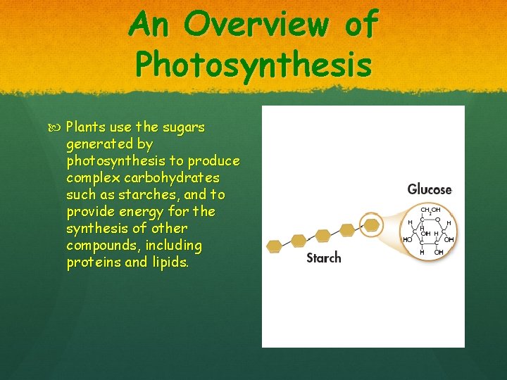 An Overview of Photosynthesis Plants use the sugars generated by photosynthesis to produce complex