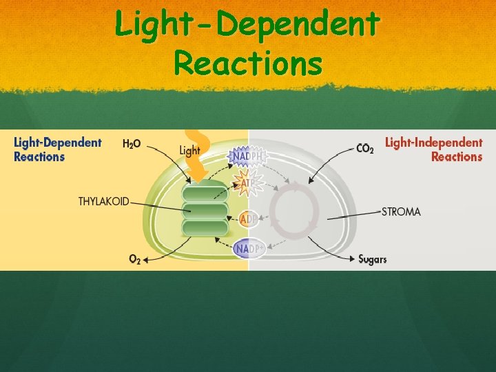 Light-Dependent Reactions 