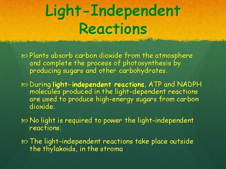 Light-Independent Reactions Plants absorb carbon dioxide from the atmosphere and complete the process of