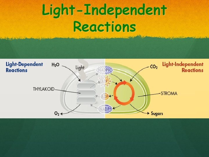 Light-Independent Reactions 