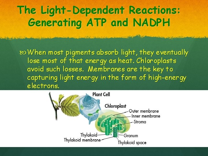 The Light-Dependent Reactions: Generating ATP and NADPH When most pigments absorb light, they eventually
