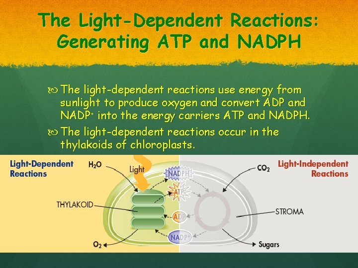 The Light-Dependent Reactions: Generating ATP and NADPH The light-dependent reactions use energy from sunlight