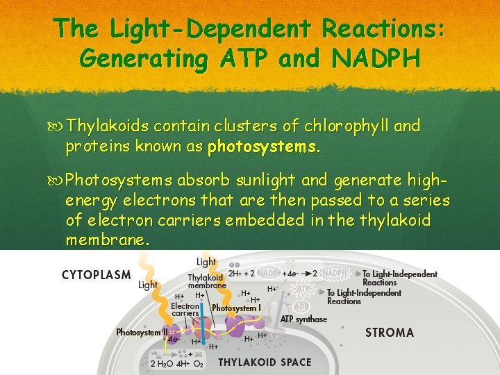 The Light-Dependent Reactions: Generating ATP and NADPH Thylakoids contain clusters of chlorophyll and proteins